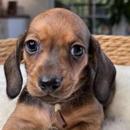 Scooter - Sable male Dachshund puppy in Wallingford, Kentucky from Hensley Homestead Dachshunds