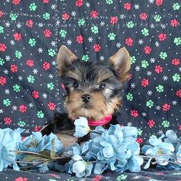 Logan - Blue and gold male Yorkshire Terrier puppy in Pinellas Park, Florida from Silversands Yorkshire Terriers