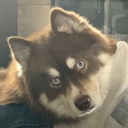 Huck - Pomsky