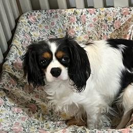 Daffy - Cavalier King Charles Spaniel