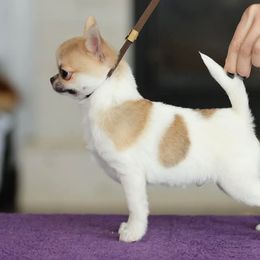 Chihuahuas from London Rouge Chihuahuas