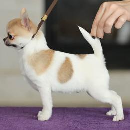 Chihuahuas from London Rouge Chihuahuas