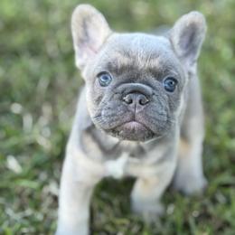Juju Bean - Fawn female French Bulldog puppy in Covina, California from Chai Society Frenchies