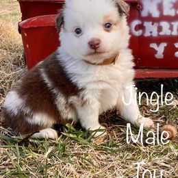 Miniature Australian Shepherd and Toy Australian Shepherd Puppies from HighEnd Aussies