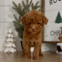 Belle - Red  female Goldendoodle puppy in St George, Utah from Doodle Bears of Southern Utah