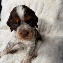 Green boy - Tri-Roan male English Springer Spaniel puppy in Fairfield, California from Goldridge Springers