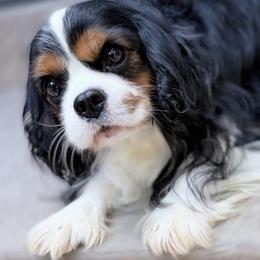 Pete - Cavalier King Charles Spaniel