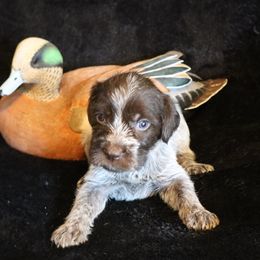 Girl 3 - Brown and gray female Wirehaired Pointing Griffon puppy in Afton, Wisconsin from Daehler's Wirehaired Pointing Griffons