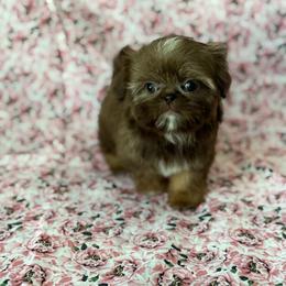 Girl 1 - Liver female Shih Tzu puppy in Shawnee, Oklahoma from Black Velvet Shih Tzu