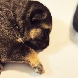 German Shepherd Puppies from vom Hermes German Shepherds