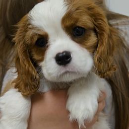 Cavalier King Charles Spaniel and Golden Retriever Puppies from Nancy Volkmann