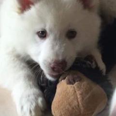 Icelandic Sheepdog Puppies from Valhalla Icelandic Sheepdogs