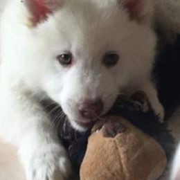 Icelandic Sheepdog Puppies from Valhalla Icelandic Sheepdogs