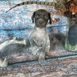 Boy 1 - Liver roan male German Shorthaired Pointer puppy in Laporte, Minnesota from Northern Odyssey Gun Dogs