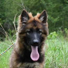 Sheba - Sable female German Shepherd puppy in Hawthorne, Florida from Lace's High Flying German Shepherds And Golden Retrievers