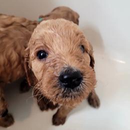 Goldendoodle Puppies from 3 Willows Goldendoodles
