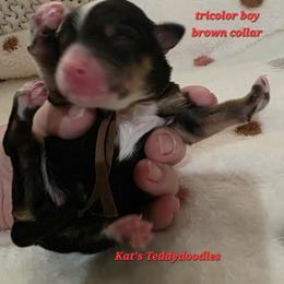 Boy 3 - Tri-color male Bernedoodle puppy in Schertz, Texas from Kat's Teddydoodles