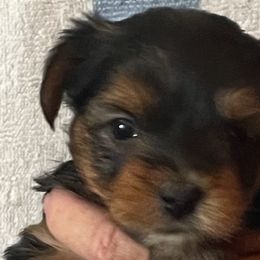 Yorkshire Terriers from Cookie's Puppies