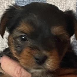 Yorkshire Terriers from Cookie's Puppies