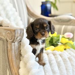 Franklin - Chocolate male Cavalier King Charles Spaniel puppy in Draper, Utah from Cavachon Love Chocolate Cavaliers, Cavaliers, Cavachon’s, Cavapoos