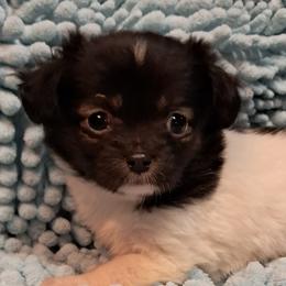 Piper - Black and white female Chihuahua puppy in Branford, Florida from Mbjs Doxies and chihuahuas