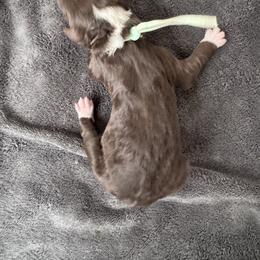 Red velvet - Red & white female Australian Shepherd puppy in Columbia Falls, Montana from Firefly Horse Co Wellness Retreat Center