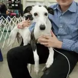Dogues de Bordeaux and Whippets from Bloom's County Kennel