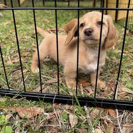 Chihuahua and Dachshund Puppies from Little Pawz, LLC