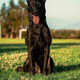 Xena - Dutch Shepherd