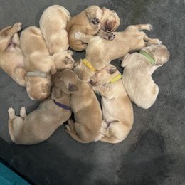 Chesapeake Bay Retriever and Golden Retriever Puppies from Oxford Farm Kennels