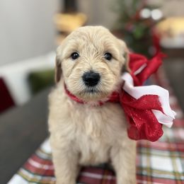 Garland Grace - Apricot female Goldendoodle puppy in Greenville, North Carolina from ENC Goldendoodles