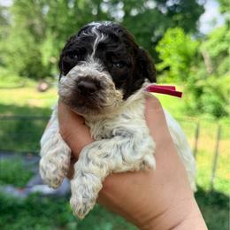 Girl 5 - Fuschia collar - Brown roan female Lagotto Romagnolo puppy in Ashland, Ohio from SS Australian Shepherds