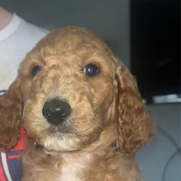 Grey Collar - Red  male Goldendoodle puppy in Winchester, Tennessee from Mahaffey’s Doodles