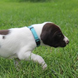 German Shorthaired Pointer Puppies from Brooke's GSPs