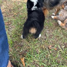 Unicorn - Black tri male Miniature Australian Shepherd puppy in Eufaula, Alabama from Dream Ranch Mini Aussies
