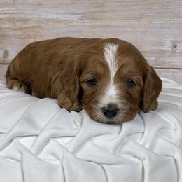 Shellie - Red female Cavapoo puppy in Millersburg, Ohio from Ohio Puppy Paws