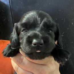 Amelia-Girl 1 - Black female Dachshund puppy in Bigfork, Minnesota from Dachshunds Up North