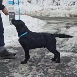 Floki - Labrador Retriever
