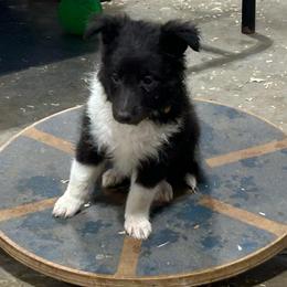 Yellow - Black and white female Shetland Sheepdog puppy in Fontanelle, Iowa from Jensen Farms Shelties