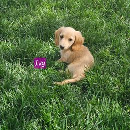 Ivy - Cream female Dachshund puppy in Malad City, Idaho from Mountain Sage Dachshunds