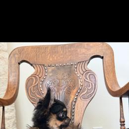 Extra Tiny , Tiffany 8900 - Chocolate and tan female Chihuahua puppy in Burleson, Texas from Tiny Diiamond Chihuahua Boutique