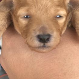 Maltese, Maltipoo, and Poodle Puppies from Healing Pawz LLC