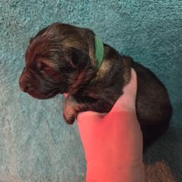 Boy 3 - male German Shepherd puppy in Dallas, Pennsylvania from Mountainside German Shepherds