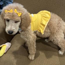 Rosie - Apricot female Poodle puppy in Mobile, Alabama from Semmy’s Standard Poodle LLC