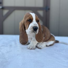 Basset Hound Puppies from Autumn Oak Basset Hounds