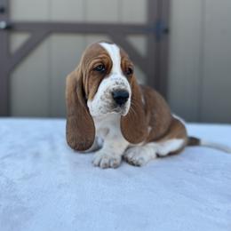 Basset Hound Puppies from Autumn Oak Basset Hounds