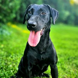Remi - Labrador Retriever