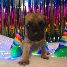 SPRITE - Fawn female Cane Corso puppy in St. Augustine, Florida from RG2 Cane Corsos