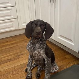 German Shorthaired Pointer puppies from Fox Hollow Homestead