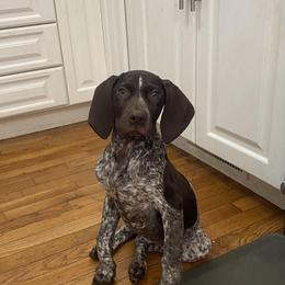 German Shorthaired Pointer puppies from Fox Hollow Homestead